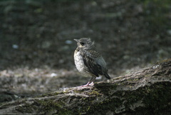 Turdus pilaris