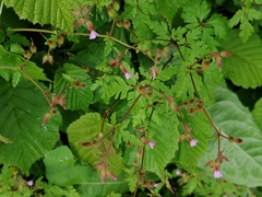 Geranium purpureum