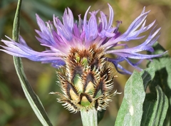 Centaurea graminifolia