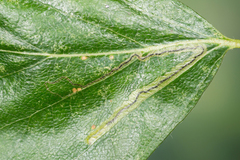 Stigmella confusella
