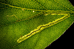 Stigmella confusella
