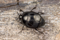 Saprinus aeneus