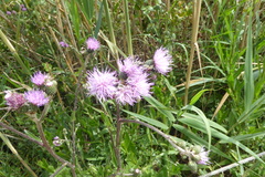 Cirsium monspessulanum