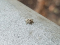 Hamataliwa grisea