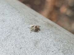 Hamataliwa grisea