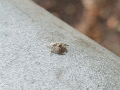 Hamataliwa grisea