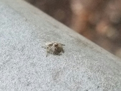 Hamataliwa grisea