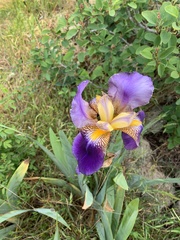 Iris × hybrida