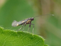 Euspilapteryx auroguttella