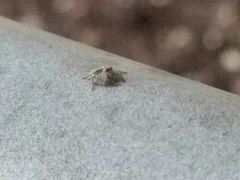 Hamataliwa grisea