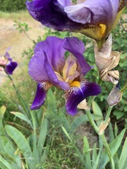 Iris × hybrida