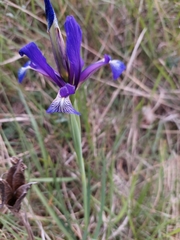 Iris reichenbachiana