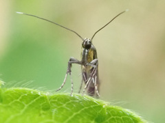 Euspilapteryx auroguttella