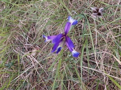 Iris reichenbachiana