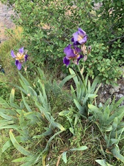 Iris × hybrida