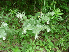 Lithospermum occidentale