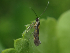 Euspilapteryx auroguttella