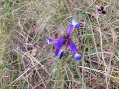 Iris reichenbachiana