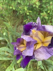 Iris × hybrida