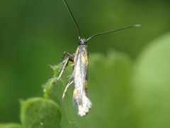 Euspilapteryx auroguttella