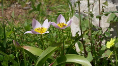 Tulipa saxatilis