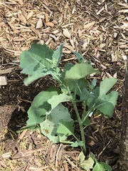 Brassica oleracea