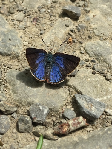 Early Hairstreak photo 5