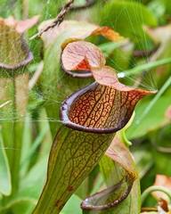 Sarracenia jonesii