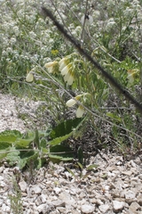 Onosma tanaitica