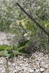 Onosma tanaitica