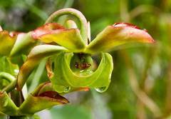 Sarracenia jonesii