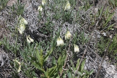 Onosma tanaitica