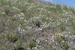 Onosma tanaitica