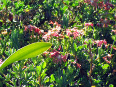 Delosperma fredericii