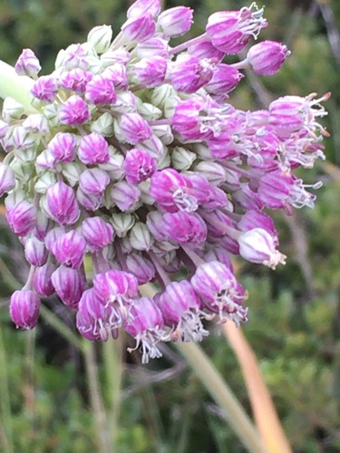 Allium ampeloprasum iNat (2)