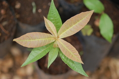 Quercus benthamii