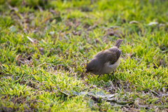 Sporophila caerulescens