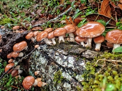 Lentinula aciculospora