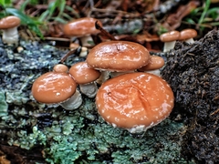 Lentinula aciculospora