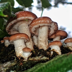 Lentinula aciculospora