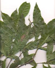 Quercus benthamii