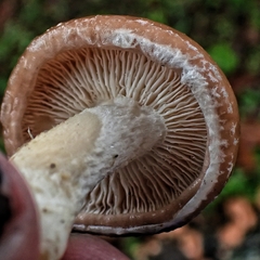 Lentinula aciculospora
