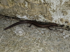 Scincella gemmingeri