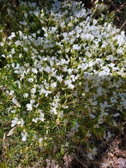 Leptosiphon floribundus glaber
