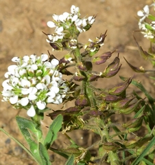 Lepidium hirtum stylatum
