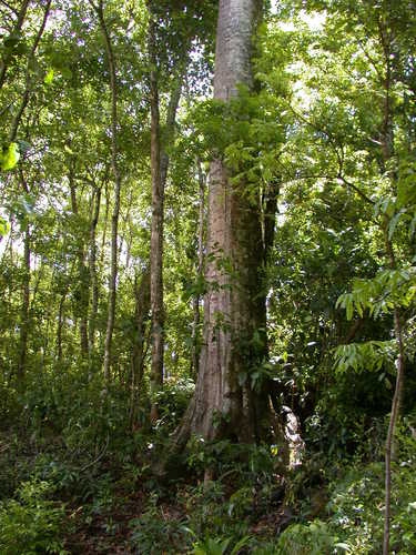 Quercus benthamii