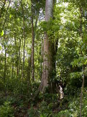 Quercus benthamii