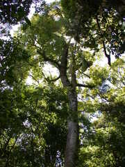 Quercus benthamii