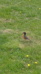 Turdus migratorius image
