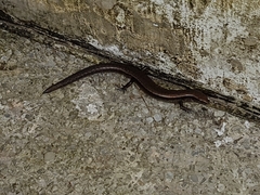 Scincella gemmingeri